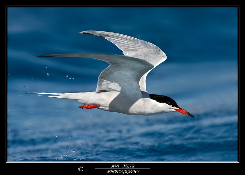 Common Tern - צילום: אבי מאיר