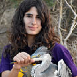 ליאור